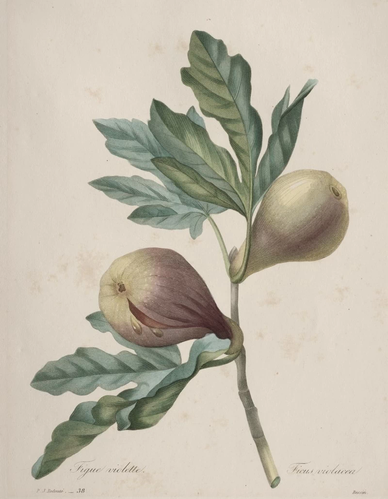 Figue Violette - Cleveland Museum of Art